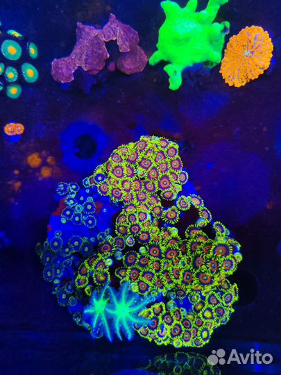 Морские рыбки