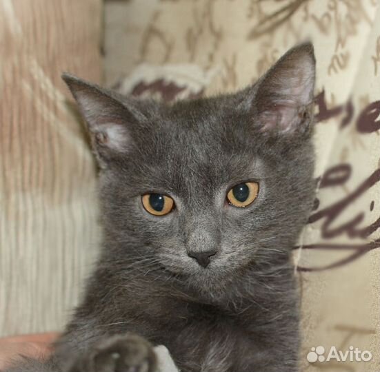 Котята метисы русской голубой в дар 2,5 мес