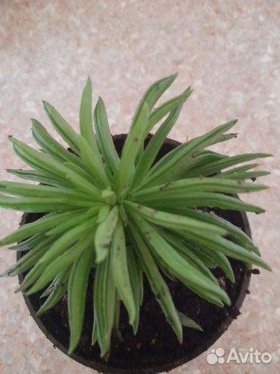 Пеперомия Хэппи Бин