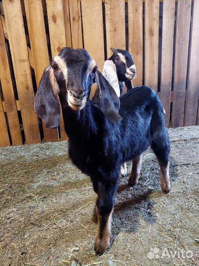 Нубийские козлята