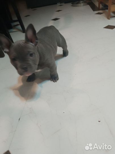 Bully blue