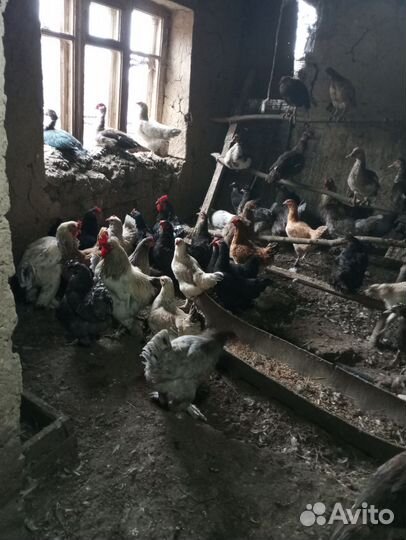 Куры гуси утки