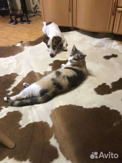 Кошки в добрые руки бесплатно