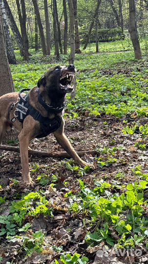 Малинуа кобели для вязки. Вязка малинуа