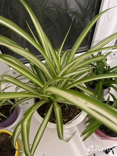 Хлорофитум разные виды