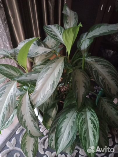 Продаю офисные цветы и растения