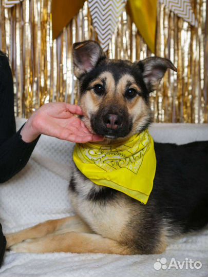 Собака в добрые ручки