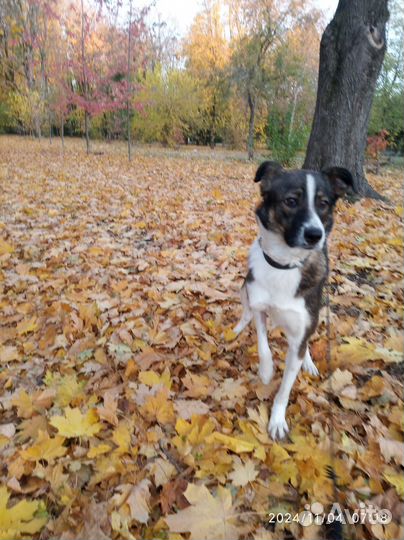 Алиса добрейшая собака