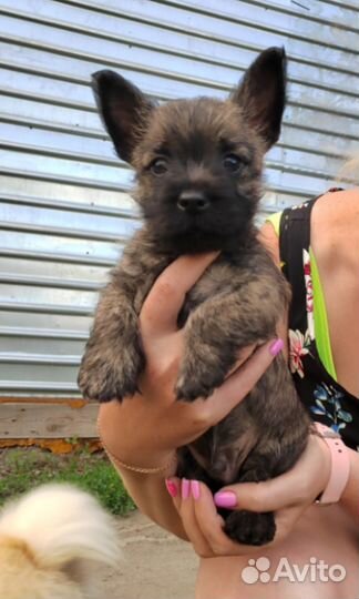 Керн терьер