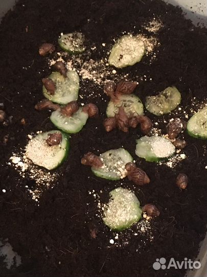 Улитки ахатины маленькие