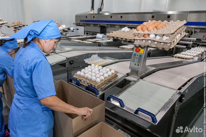 Работа на птицефабрике с проживанием. Вахта