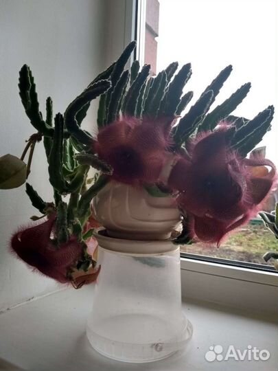 Комнатные цветы стопелия и герань красная