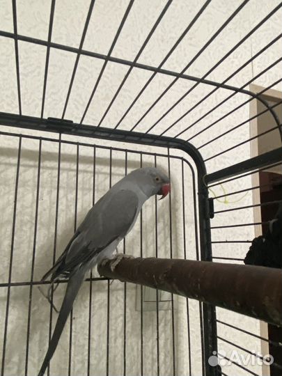 Ожереловый попугай