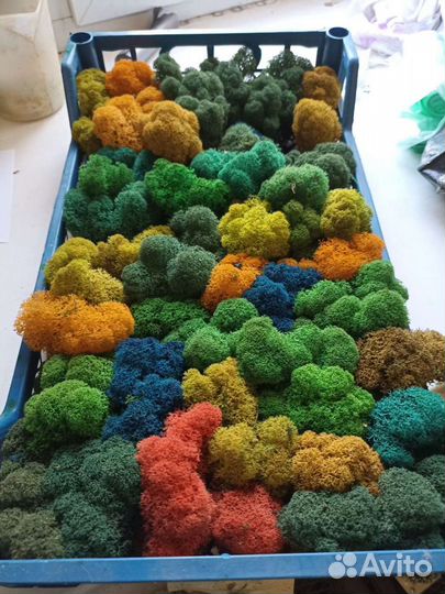 Стабилизированный мох ягель