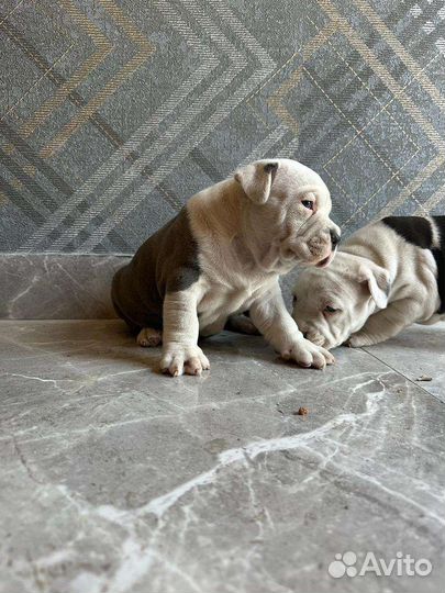 Щенок Амстаффа