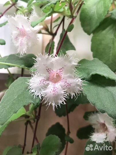 Альсобия Сигнет