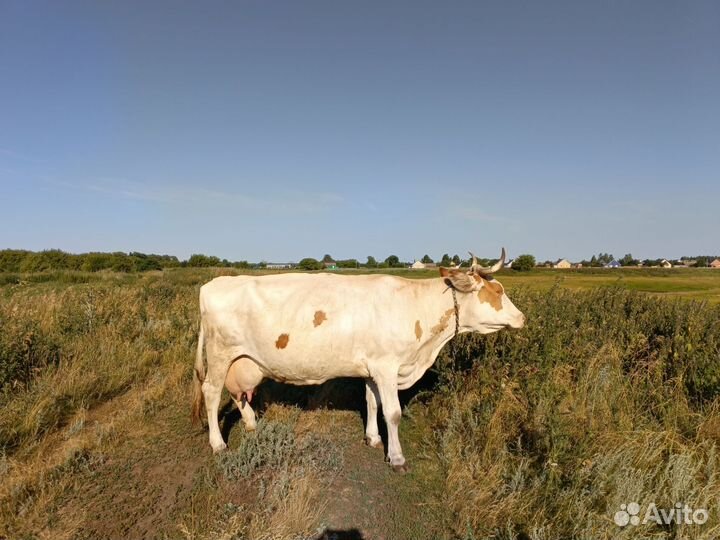 Корова дойная