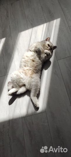 Отдам кота бесплатно