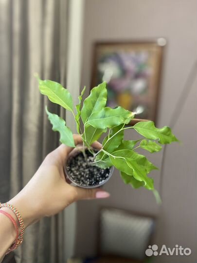 Бенджамина фикус