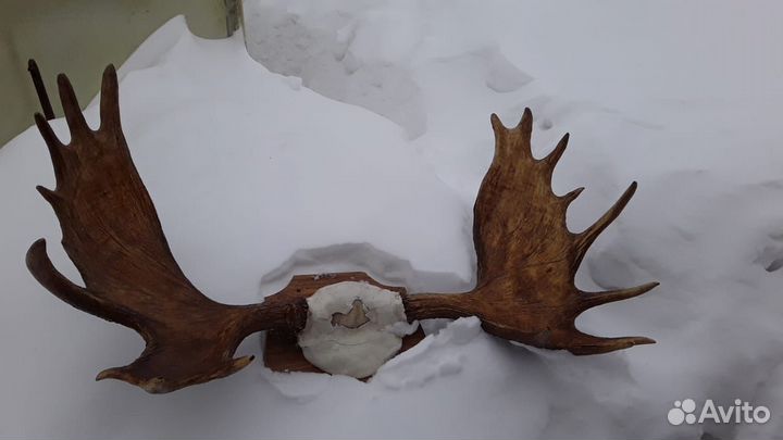 Продаю рога лося