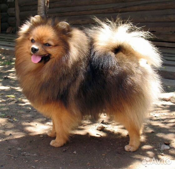 Померанский шпиц