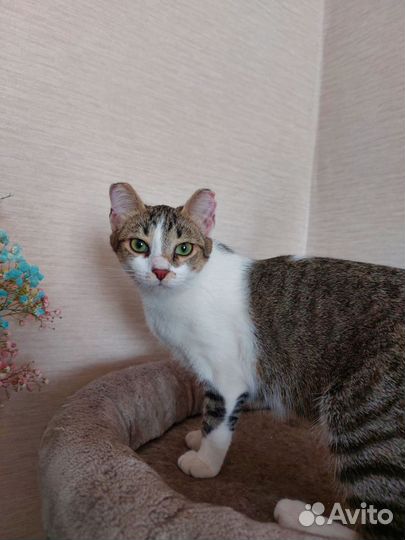 Кошки в добрые руки