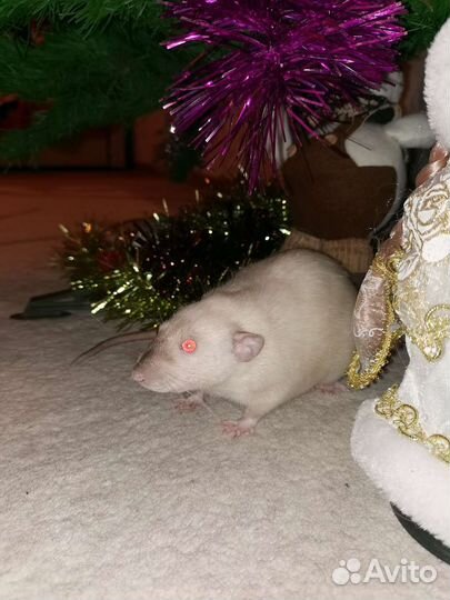 Крысы Дамбо с клеткой