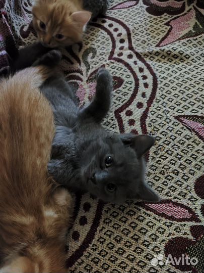 Кошка в дар бесплатно