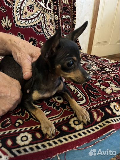 Той-терьер девочка