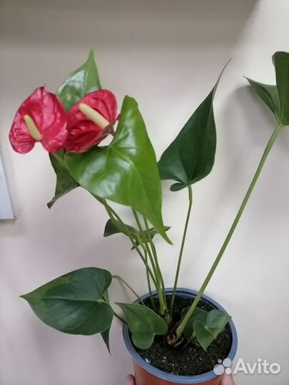 Антуриум красный сортовой монтана