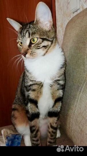 Кошечка Тася скромняжка домоседка ищет дом