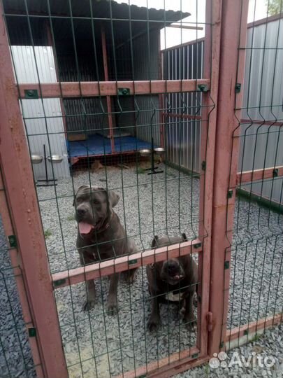 Передержка собак.зоогостиница Три собаки