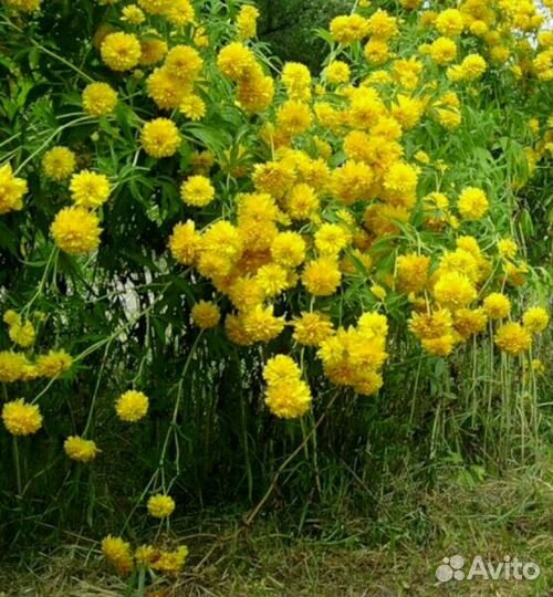 Цветок рудбекия желтая, Лилейник бордовый