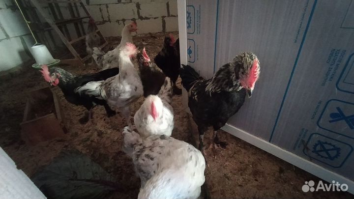 Петухи Мараны