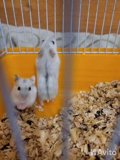 Джунгарский хомяк с клеткой