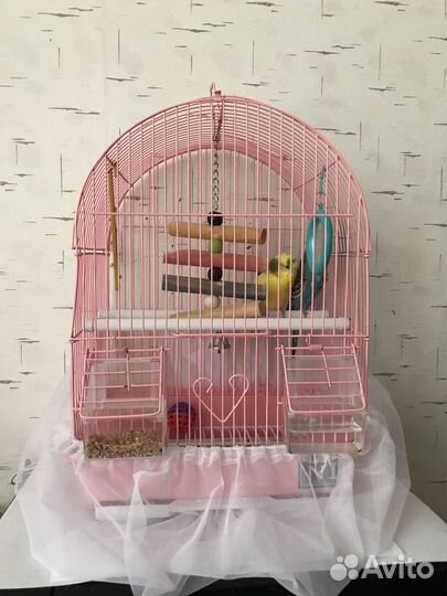 Волнистый попугай