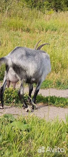 Телки, козы