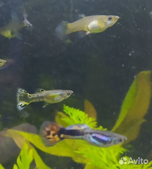 Сомики анциструсы, гуппи, чёрные Молли