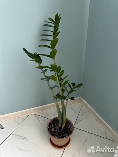 Замиокулькас