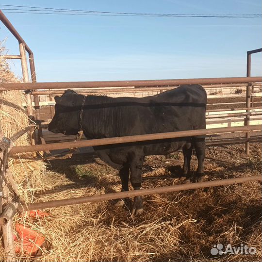 Бык на племя