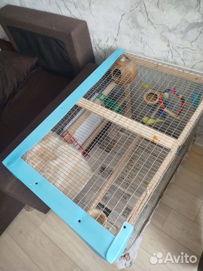 Клетка