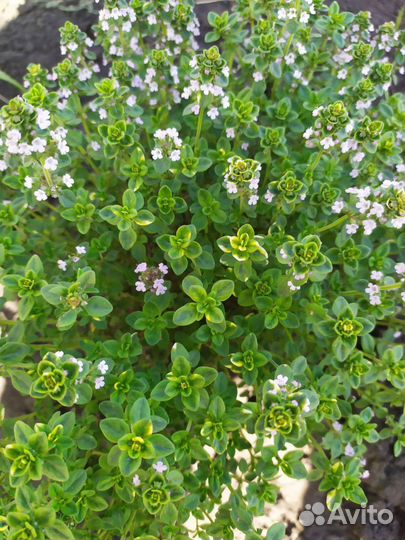 Лаванда. Пряные травы редкого вида