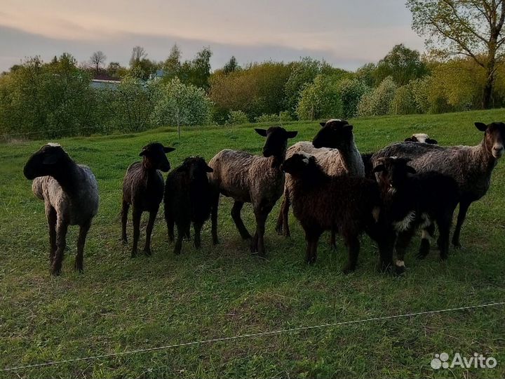 Овцы бараны