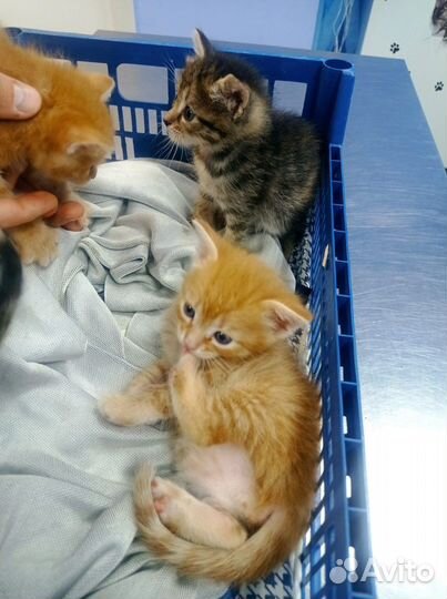 Котята в добрые руки, сутки голодные