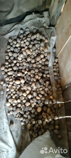 Продам картофель и кабачки