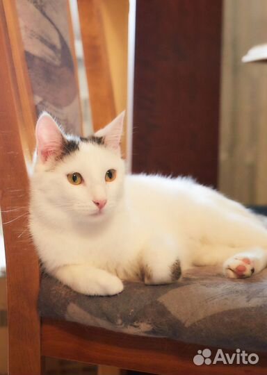 Котенок Кокосик ищет дом