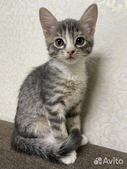 Кошка в дар бесплатно