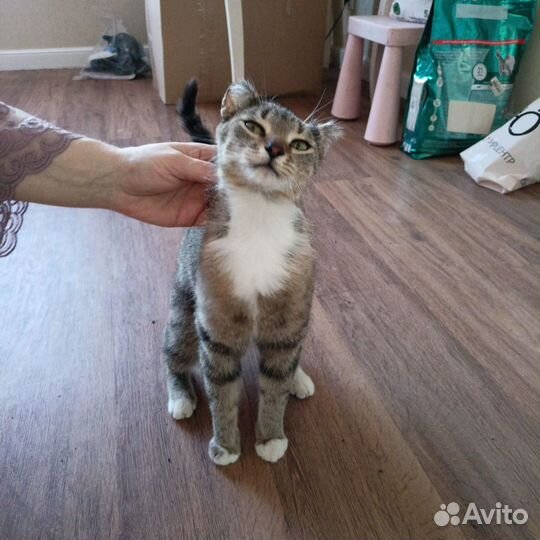 Кошка в добрые руки