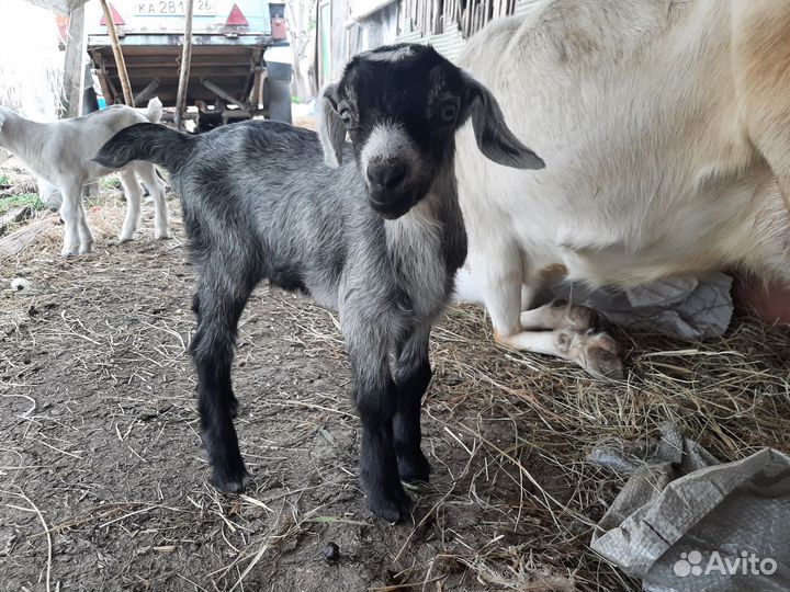 Козлята
