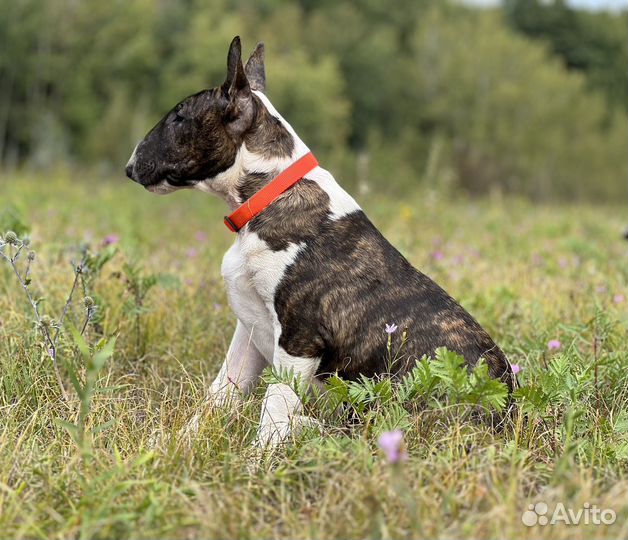 Стандартный бультерьер